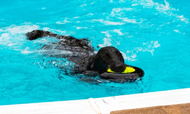 Here I come
Ключові слова: Dog Dogs Flat Coated Retriever Loki Pool Retrievers Swimming