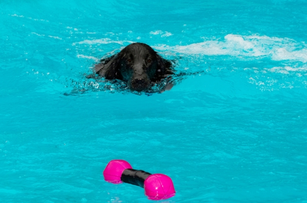 Got it in my sight
Mots-clés: Dog Dogs Flat Coated Retriever Loki Pool Retrievers Swimming