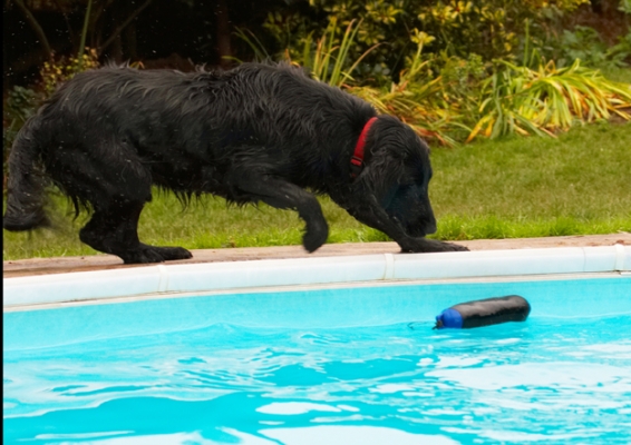 This looks toooooooo easy
Schlüsselwörter: Dog Dogs Flat Coated Retriever Loki Pool Retrievers Swimming