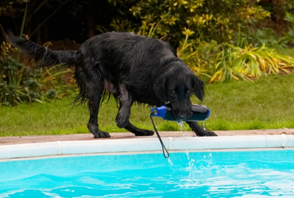 Schlüsselwörter: Dog Dogs Flat Coated Retriever Loki Retrievers