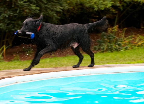 Keywords: Dog Dogs Flat Coated Retriever Loki Retrievers