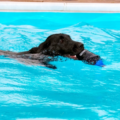 Schlüsselwörter: Dog Dogs Flat Coated Retriever Loki Retrievers