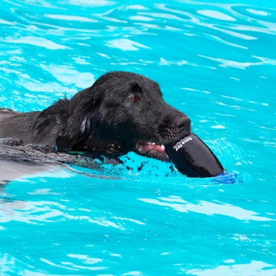 Get a grip
Palabras Clave: Dog Dogs Flat Coated Retriever Loki Retrievers Swimming Pool