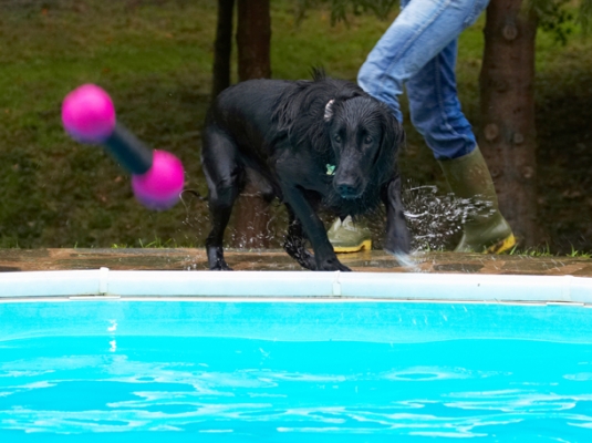 There it goes
Palabras Clave: Dog Dogs Flat Coated Retriever Loki Pool Retrievers Swimming