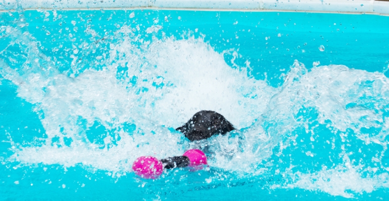 And here I go
Palabras Clave: Dog Dogs Flat Coated Retriever Loki Pool Retrievers Swimming