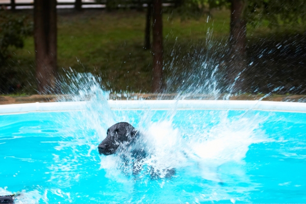 I know how to make a splash
Keywords: Dog Dogs Flat Coated Retriever Loki Retrievers Swimming Pool