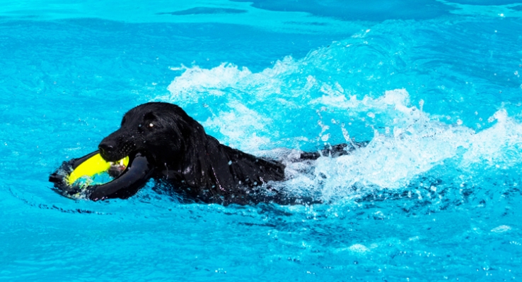 I know how to make waves
Ключові слова: Dog Dogs Flat Coated Retriever Loki Pool Retrievers Swimming