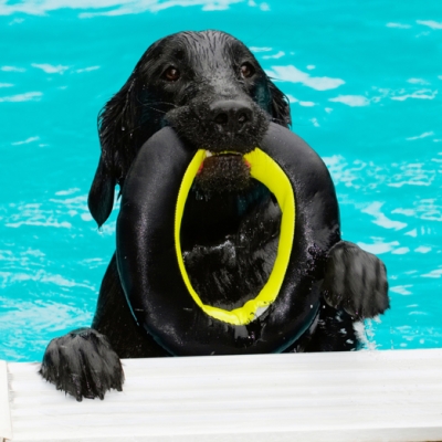 Aren't I a clever boy
Λέξεις-κλειδιά: Dog Dogs Flat Coated Retriever Loki Pool Retrievers Swimming