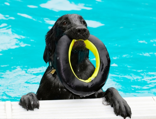 OK, time to get out
Ключові слова: Dog Dogs Flat Coated Retriever Loki Pool Retrievers Swimming