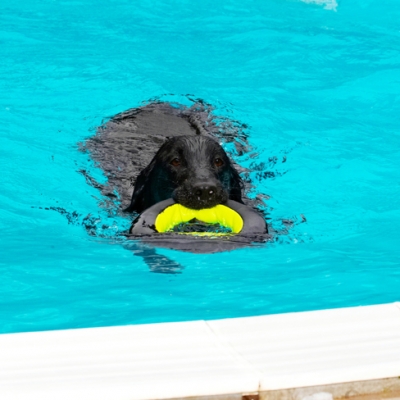 Dive, fetch, bring back - a boy's work is never done
Keywords: Dog Dogs Flat Coated Retriever Loki Pool Retrievers Swimming