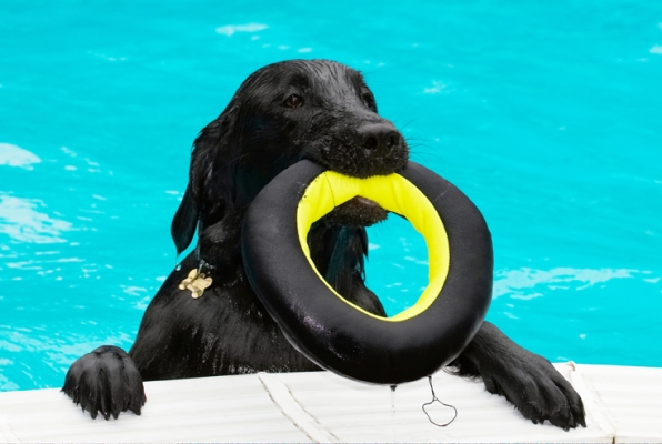 Hey, look, I'm here
Keywords: Dog Dogs Flat Coated Retriever Loki Pool Retrievers Swimming