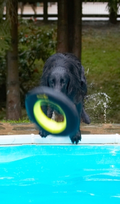 Poised and ready for action
Schlüsselwörter: Dog Dogs Flat Coated Retriever Loki Pool Retrievers Swimming