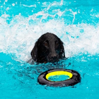 Howzat
Palabras Clave: Dog Dogs Flat Coated Retriever Loki Pool Retrievers Swimming