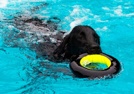 And bringing it back
Keywords: Dog Dogs Flat Coated Retriever Loki Pool Retrievers Swimming