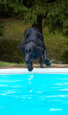 Get ready
Ключові слова: Dog Dogs Flat Coated Retriever Loki Pool Retrievers Swimming