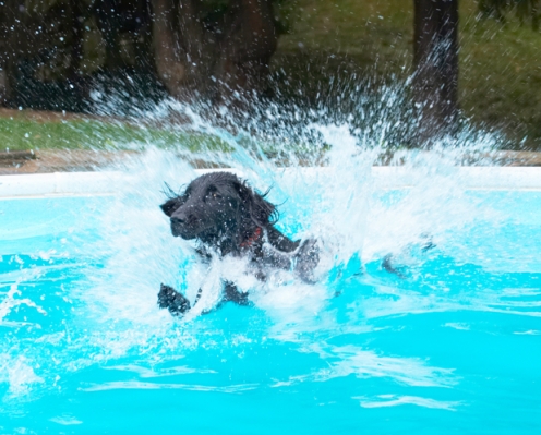 And ..... touchdown
Ключові слова: Dog Dogs Flat Coated Retriever Loki Pool Retrievers Swimming