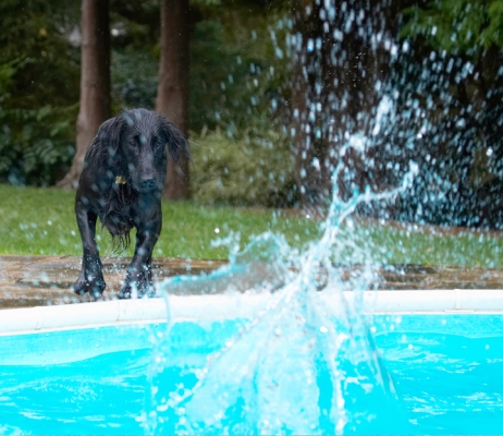 There goes the toy
Anahtar kelimeler: Dog Dogs Flat Coated Retriever Loki Pool Retrievers Swimming