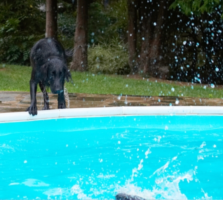 Now, will it come back to me?
Schlüsselwörter: Dog Dogs Flat Coated Retriever Loki Pool Retrievers Swimming