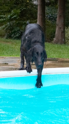 Let's just dip a toe
Ključne besede: Dog Dogs Flat Coated Retriever Loki Pool Retrievers Swimming