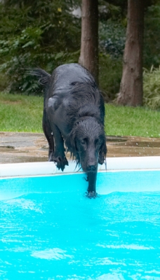 Can I get it from here?
Keywords: Dog Dogs Flat Coated Retriever Loki Pool Retrievers Swimming
