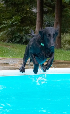 Nothing for it but to go in
Schlüsselwörter: Dog Dogs Flat Coated Retriever Loki Pool Retrievers Swimming