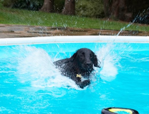 Pretty close
Mots-clés: Dog Dogs Flat Coated Retriever Loki Pool Retrievers Swimming