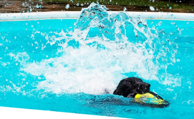 And I make my own Poseidon adventure
Ключевые слова: Dog Dogs Flat Coated Retriever Loki Pool Retrievers Swimming