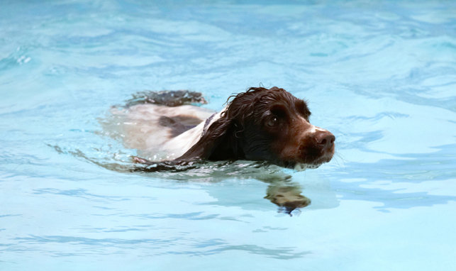 Not too bad, eh
Keywords: Cocker Spaniel Dog Dogs Meg Pool Spaniels Swimming Working