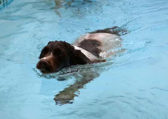 OK, Mom, I'm swimming
Keywords: Cocker Spaniel Dog Dogs Meg Pool Spaniels Swimming Working