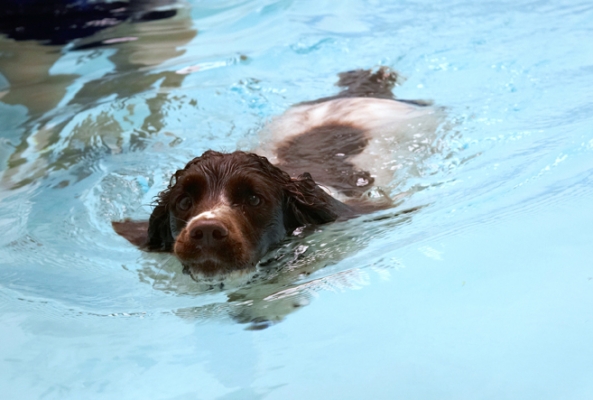 I look like a natural don't I!
Schlüsselwörter: Cocker Spaniel Dog Dogs Meg Pool Spaniels Swimming Working