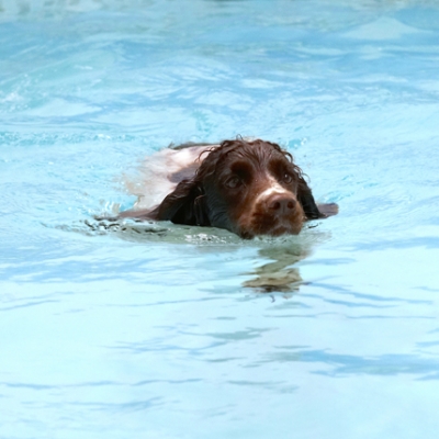 Oh, yeah, this is easy
Ключові слова: Cocker Spaniel Dog Dogs Meg Pool Spaniels Swimming Working