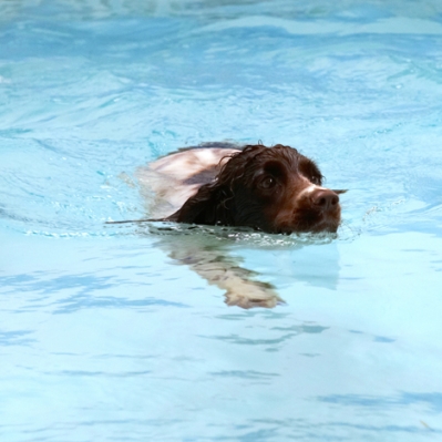Hey, sleek lines
Schlüsselwörter: Cocker Spaniel Dog Dogs Meg Pool Spaniels Swimming Working
