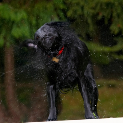 Twist and shake
Keywords: Dog Dogs Flat Coated Retriever Loki Retrievers
