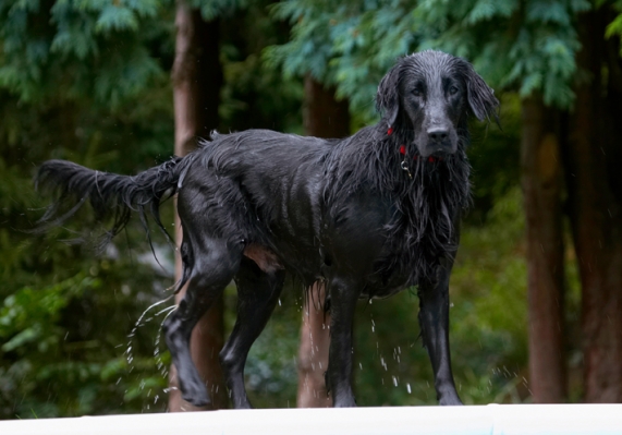Oooh, I feel a bit wet
Schlüsselwörter: Dog Dogs Flat Coated Retriever Loki Retrievers
