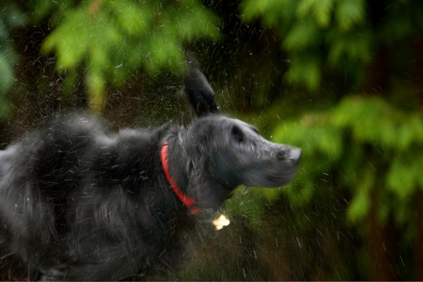 A whizz that way
Keywords: Dog Dogs Flat Coated Retriever Loki Retrievers