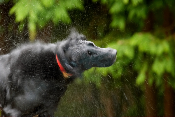 A whizz this way
Schlüsselwörter: Dog Dogs Flat Coated Retriever Loki Retrievers