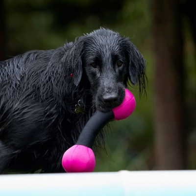 I've gottit
Schlüsselwörter: Dog Dogs Flat Coated Retriever Loki Retrievers