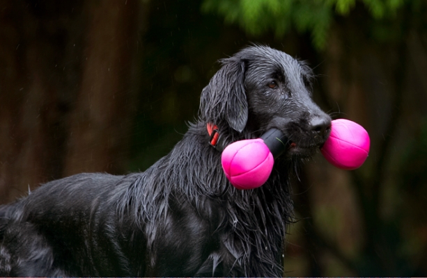 And I'm keeping it on dry land
Schlüsselwörter: Dog Dogs Flat Coated Retriever Loki Retrievers