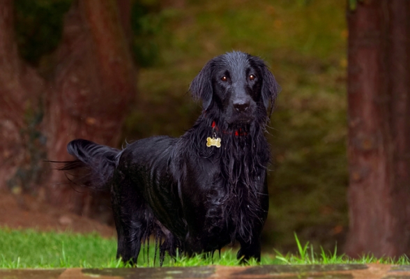 Gosh, talk about soggy
Keywords: Dog Dogs Flat Coated Retriever Loki Retrievers