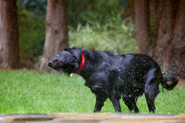 Boy, this is a great work-out
Ključne besede: Dog Dogs Flat Coated Retriever Loki Retrievers