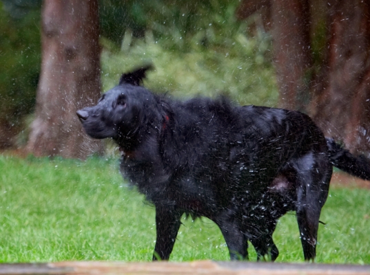 That's got rid of the excess
Anahtar kelimeler: Dog Dogs Flat Coated Retriever Loki Retrievers
