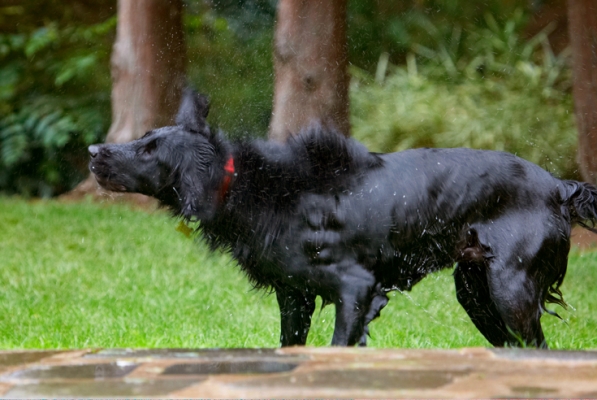 Here I go again
Palabras clave: Dog Dogs Flat Coated Retriever Loki Retrievers
