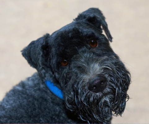 Hey, I can do cute
Keywords: Dog Dogs Kerry blue terrier Paddy Terriers