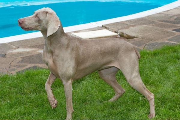 OK, I'm ready - are you?
Schlüsselwörter: Dog Dogs Moon Pool Swimming Weimaraner