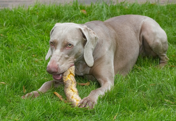Oh, goody, snack time
Klíčová slova: Dog Dogs Moon Weimaraner