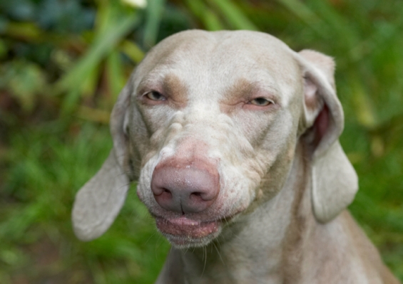 This peanut butter is sure sticky stuff
Ključne besede: Dog Dogs Moon Weimaraner