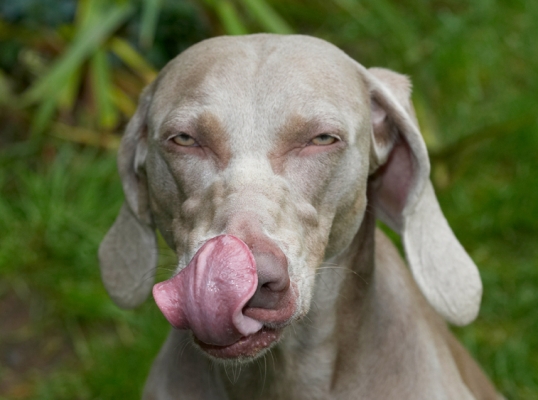 Gotta get it all
Anahtar kelimeler: Dog Dogs Moon Tongue Weimaraner