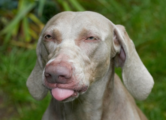 Blisssssssss
Schlüsselwörter: Dog Dogs Moon Tongue Weimaraner
