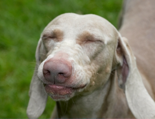 Doggie heaven
Keywords: Dog Dogs Moon Weimaraner