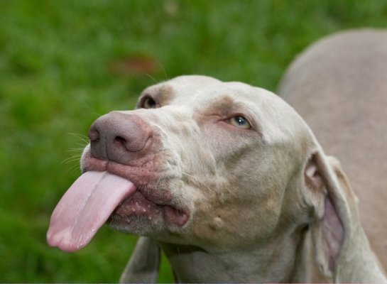 Has it all gone?
Palabras clave: Dog Dogs Moon Tongue Weimaraner